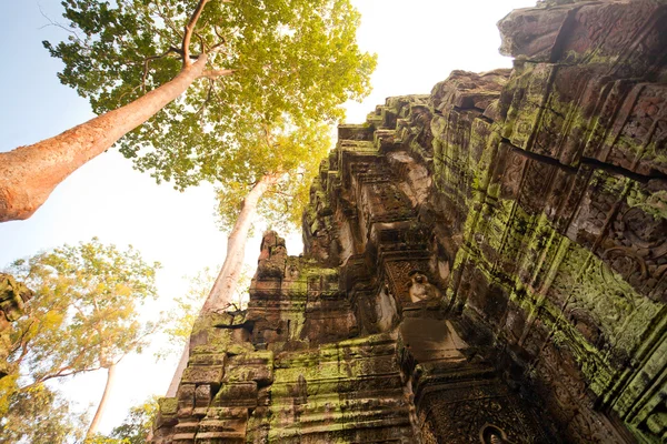 Tempio di Ta Prohm, Angkor, Cambogia — Foto Stock