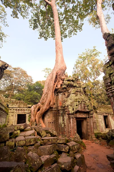 Ta Prohm Temple, Angkor, Cambodia — Stock Photo, Image