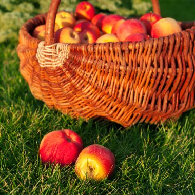 Yeşil çimlerin üzerinde olgun kırmızı elmalar