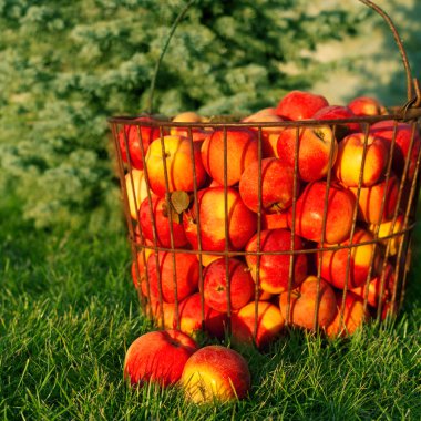 Yeşil çimlerin üzerinde olgun kırmızı elmalar