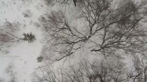 AERIAL: Nieva en la naturaleza — Vídeo de stock