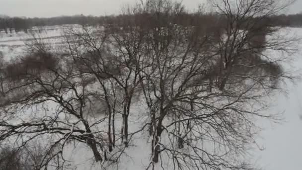 AERIAL: Snowing in nature — Stock Video