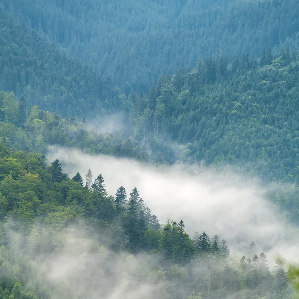 Beau brouillard dans les Carpates — Photo