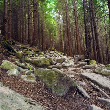 Dağlık arazideki orman