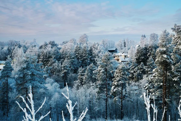 Besneeuwde bomen en huisjes in bos op zonnige dag — Stockfoto