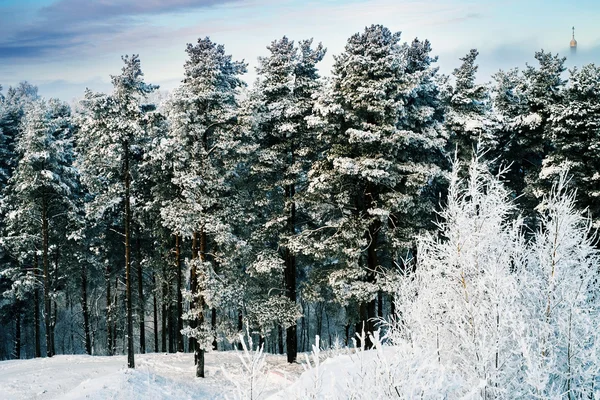 Alberi innevati nella foresta nella giornata di sole — Foto Stock