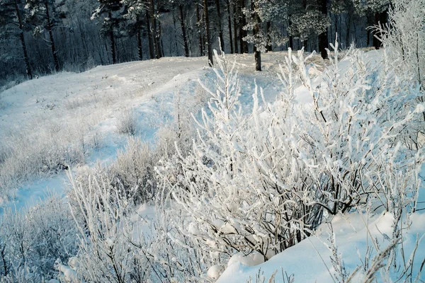 Alberi e cespugli innevati nella foresta nella giornata di sole — Foto Stock