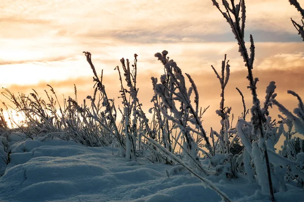 Verschneite Grashalme bei Sonnenuntergang — Stockfoto