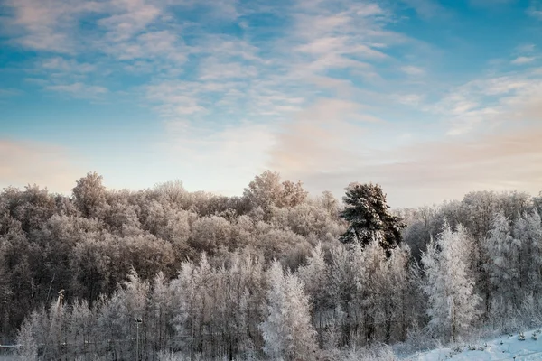 Χιονισμένα δένδρα στο δάσος στην ηλιόλουστη ημέρα — Φωτογραφία Αρχείου