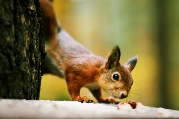 Esquilo vermelho farejando nozes que colocam no alimentador no parque — Fotografia de Stock