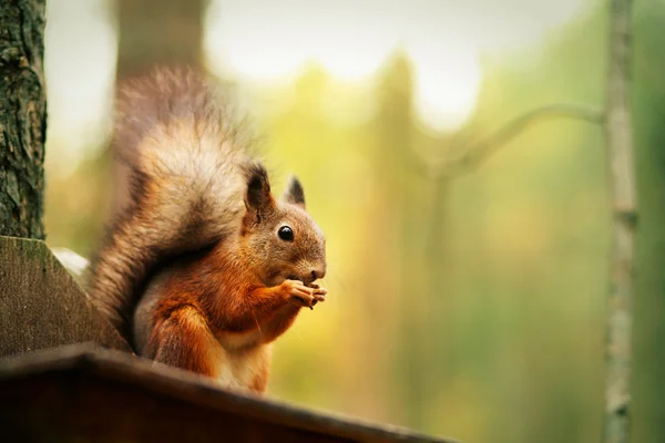 Red squirrel sitting on feeder and eating nut in park — Stock Photo, Image