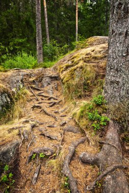 Stone hill ve ormandaki ağaçlar kökleri