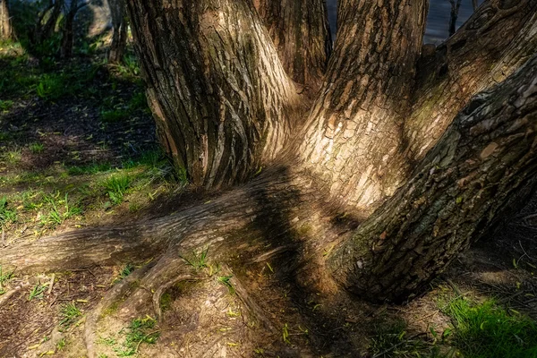 Alter Baum mit wenigen Stämmen und großen Wurzeln — Stockfoto