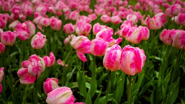 Tulipas rosa com gota de orvalho na manhã nublada — Fotografia de Stock