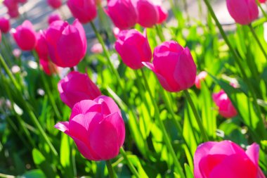 Arka ışık içinde güneşli sabah parlak pembe laleler