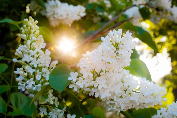 Bush de lilás branco brilhando na luz de fundo Imagens Royalty-Free