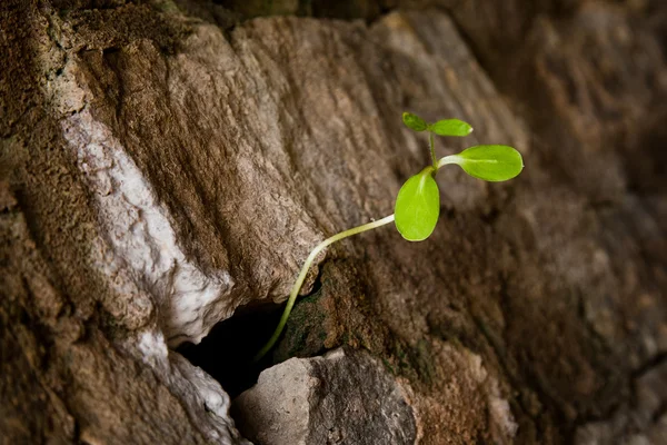 Taş duvar içinde yetişen yeni yeşil kök