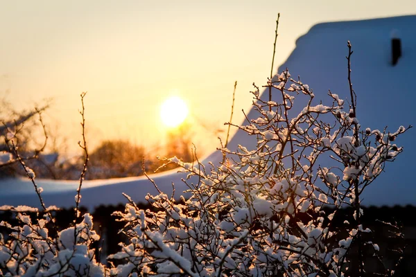 Arbustos nevados em raio de sol e casa atrás — Fotografia de Stock