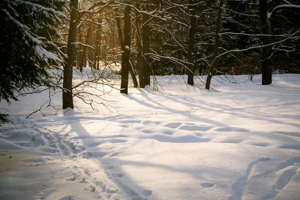 Pôr do sol na floresta nevada — Fotografia de Stock