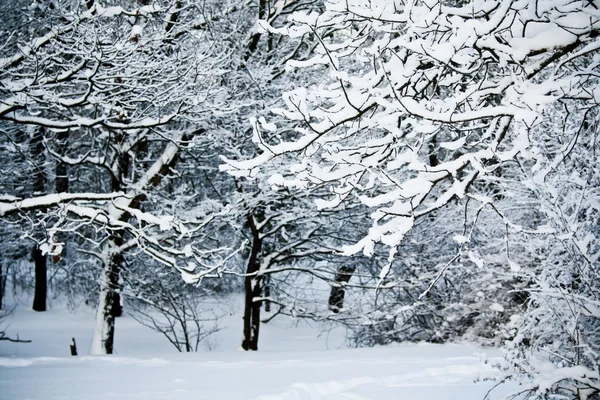 Ramo nevoso di albero in foresta in crepuscolo — Foto Stock