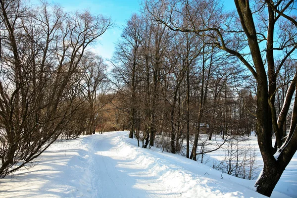 Strada in foresta nevosa in giorno lucente — Foto Stock