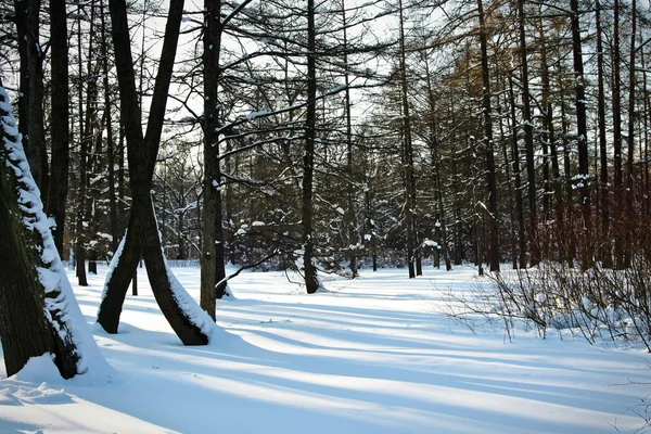 Το βράδυ στο χιονισμένο δάσος — Φωτογραφία Αρχείου