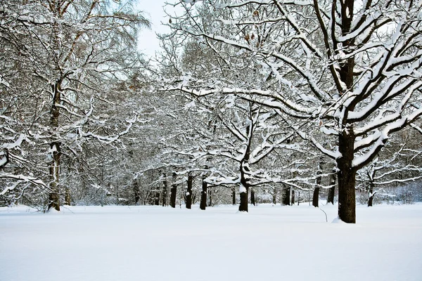 Dusk ormanda karlı ağaçların
