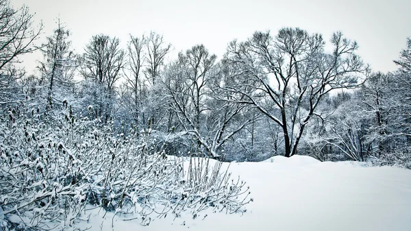 Χιονισμένα δέντρα και θάμνους σε δάσος στο σούρουπο — Φωτογραφία Αρχείου