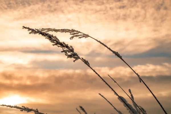 Снежные травинки на закате — стоковое фото