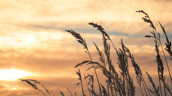 Gün batımında çimenin karlı bıçaklar