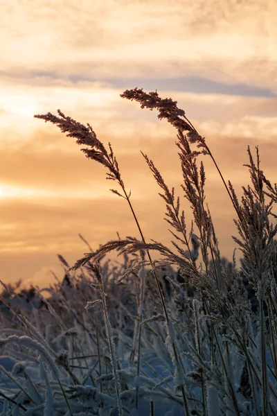 Verschneite Grashalme bei Sonnenuntergang — Stockfoto