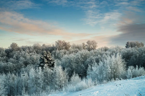 Verschneite Bäume im Wald an sonnigem Tag — Stockfoto