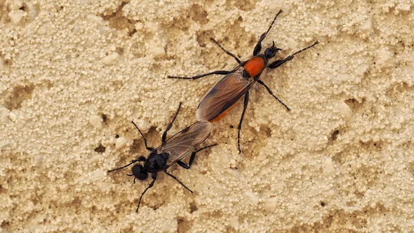 Bir duvara çiftleşme sinek — Stok fotoğraf