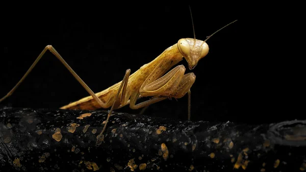 Gul praying mantis — Stockfoto