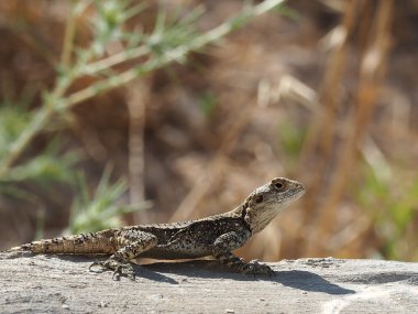 Kertenkele stellagama stellio