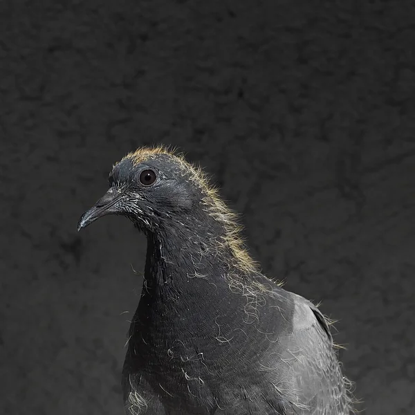 Nestling pigeon portrait — Stock Photo, Image