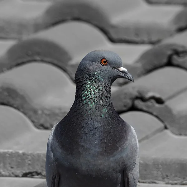 Portrait of an adult pigeon