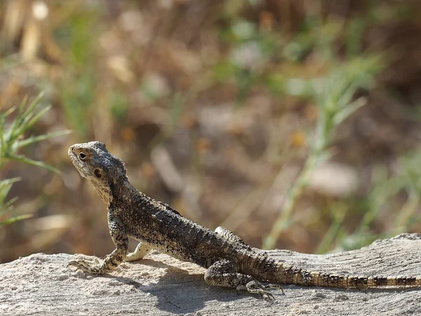 Lagarto hardun caza — Foto de Stock