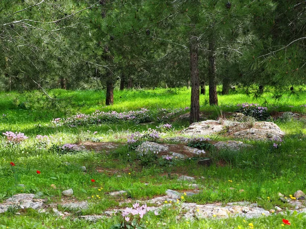 Glades Wild Cyclamens Forest Bright Young Grass Pine Trees Pink Stock Photo