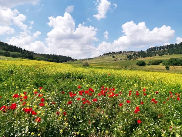Baharda Adulam Ulusal Parkı 'nda gelincikler, papatyalar ve sarı çiçekler.