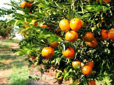 Güneşli bir günde, narenciye tarlasında mandalina..