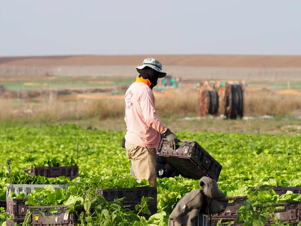 Ταϊλανδός Αγρότης Εργάζεται Ένα Ισραηλινό Χωράφι Φύλλα Μαρουλιού Θολή Φόντο Εικόνα Αρχείου