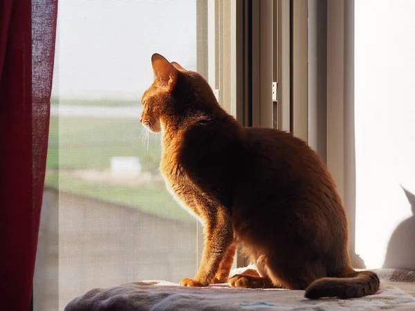 Abyssinian cat basks in the sun on the window. Sorrel color cat.