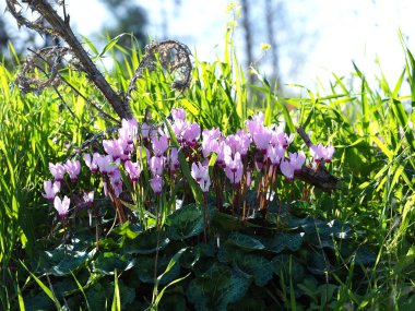 Sabahın erken saatlerinde çok güzel vahşi bir siklamen. Bulanık arkaplan.