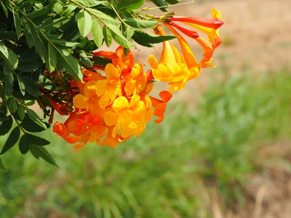 Ljus Orange Blomma Tecoma Stans Suddig Bakgrund — Stockfoto