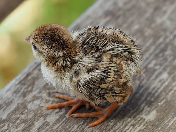 Close Chick Alectoris Chukar Fundo Borrado — Fotografia de Stock