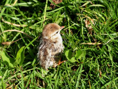 Küçük keklik yavrusu yeşil çimlerde avlanır.