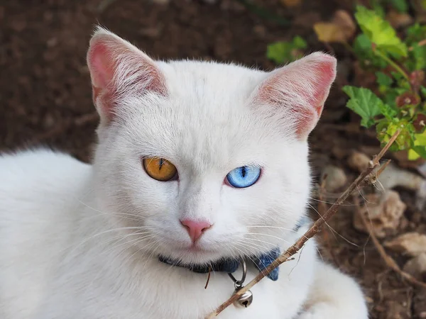 Retrato Uma Raça Gato Branco Khao Manee Tailândia — Fotografia de Stock