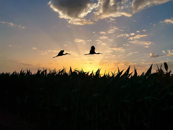 Deux Silhouettes Ibises Volantes Sur Fond Soleil Levant Dessus Des — Photo