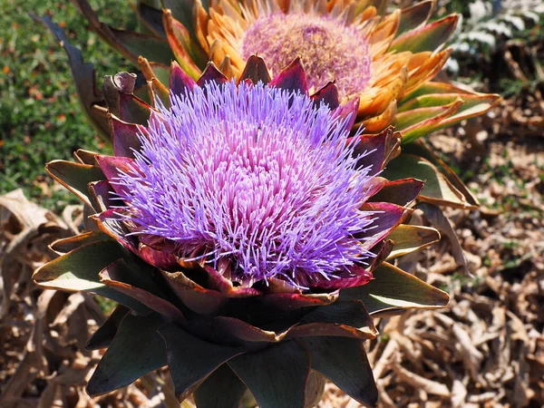 Całkiem Organiczny Purpurowy Kwiat Karczocha Rozkwicie Polu Karczocha — Zdjęcie stockowe